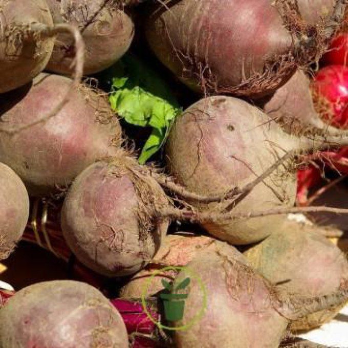 Betteraves rouges 500g