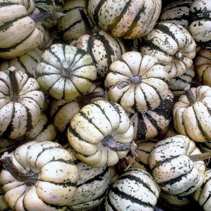 Patidou 500gr/600gr