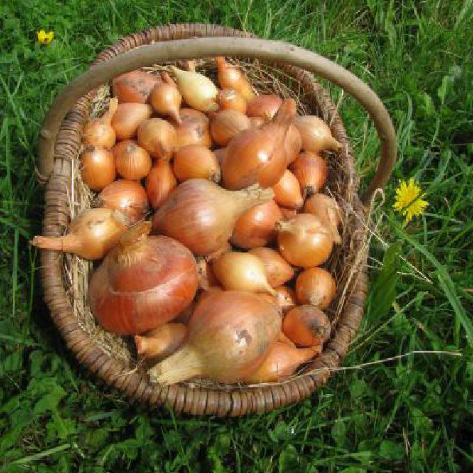 Oignons jaunes 500g