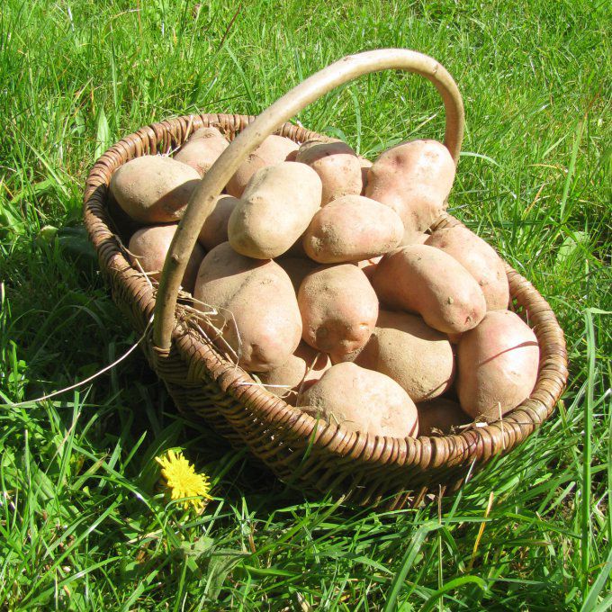 Pommes de terre Désirée 500gr