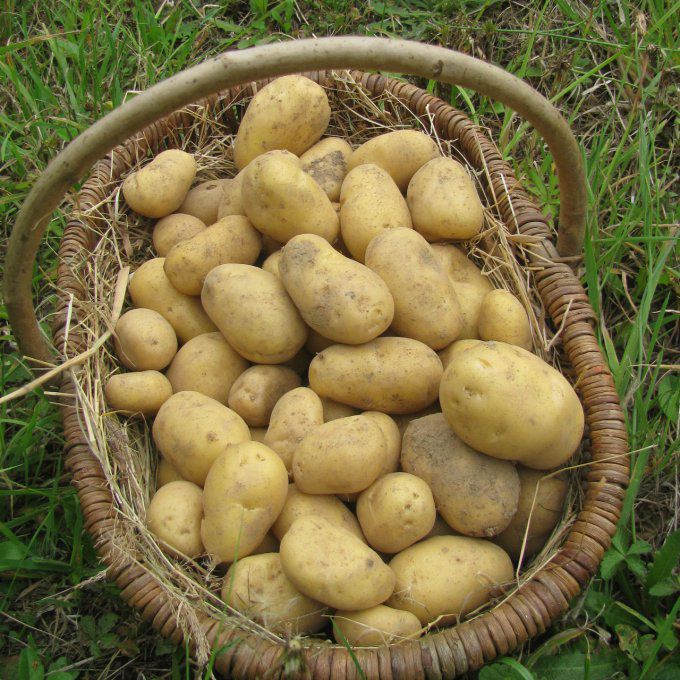 Pommes de terre Charlotte 500gr