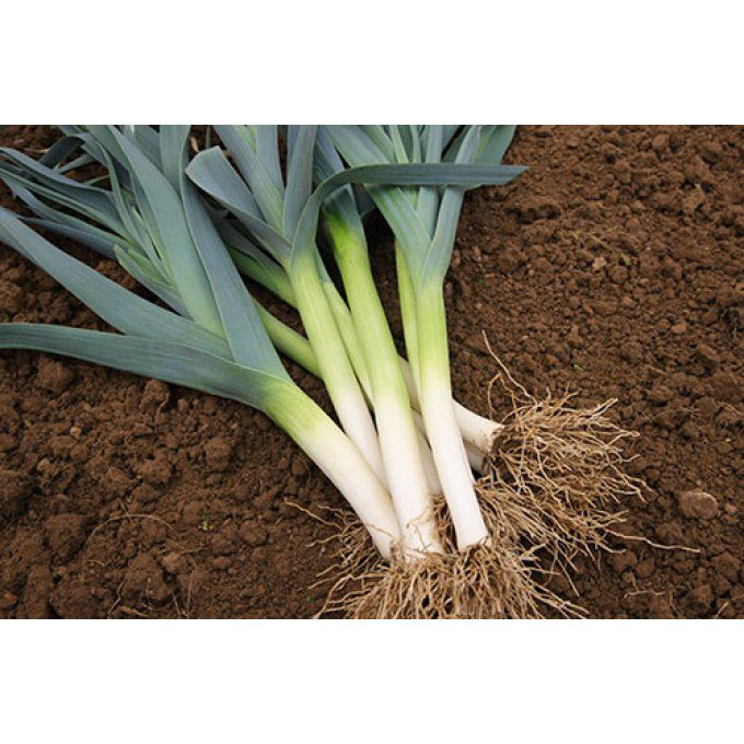 Poireaux 500gr